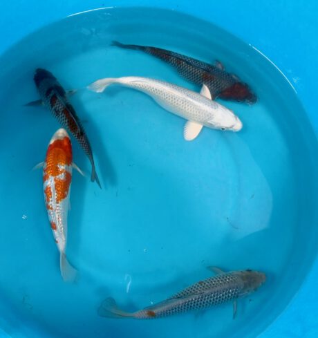 B903 Japan Koi Small Nisai Mix 25-30cm je Koi