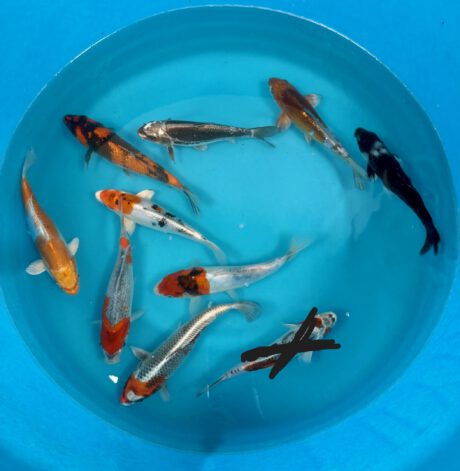 B904    Japan Koi    Small Nisai Mix 20-24cm    je Koi