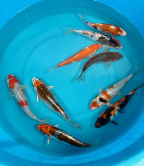 B905    Japan Koi    Small Nisai Mix 23-26cm    je Koi