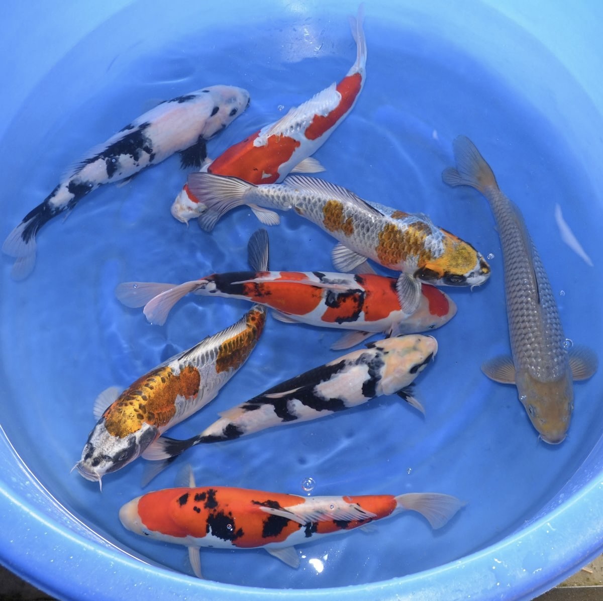 Box034 Koshiji / Kase HQ Nisai Mix 35-40cm je Koi