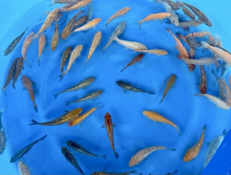 Dain100     Dainichi       Yellow, Brown, Kawari Monkey, Ginrin Soragoi    15-20cm  (Sample Box)