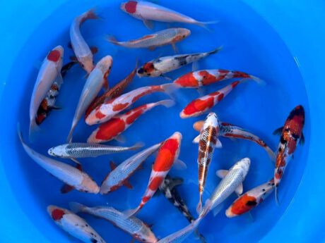 Hosk100     Hosokai   Handpick Tosai Mix  24-27cm