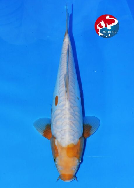 No1-06 Narita Taniguchi Kawarigoi 26cm