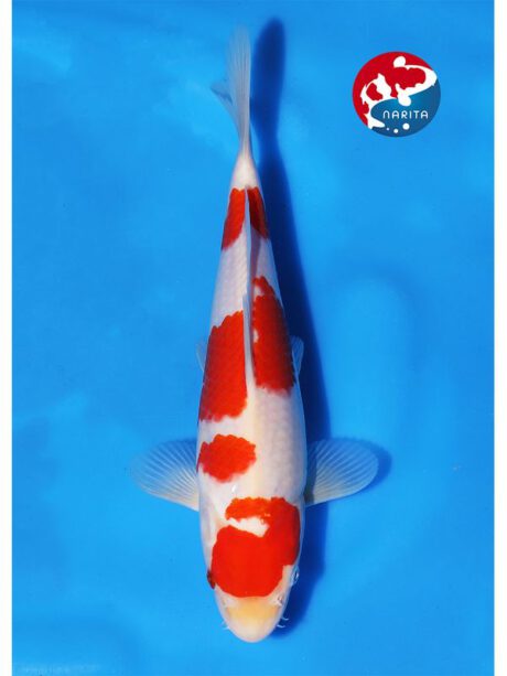 No1-04 Narita Hoshikin Kohaku 27cm