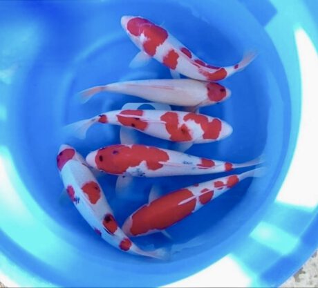 Myj000     Maruyju     Nisai   40-45cm   je Koi