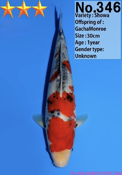 Dain26 Dainichi Showa 30cm