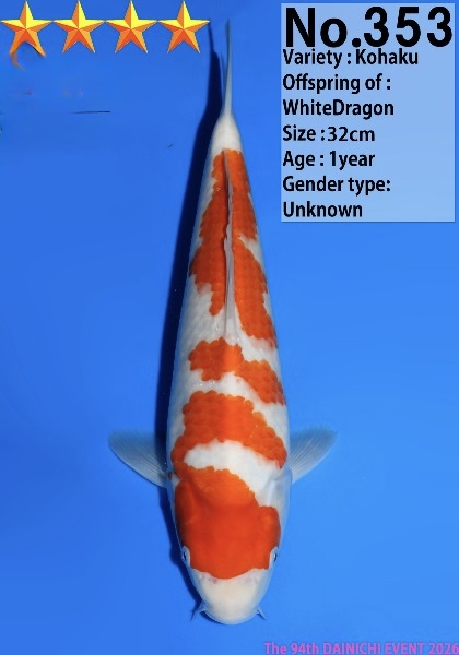 Dain 27 Dainichi Kohaku 32cm