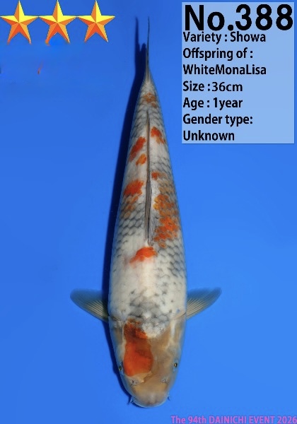 Dain29 Dainichi Showa 36cm