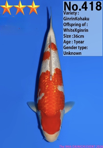 Dain31 Dainichi Ginrin Kohaku 36cm