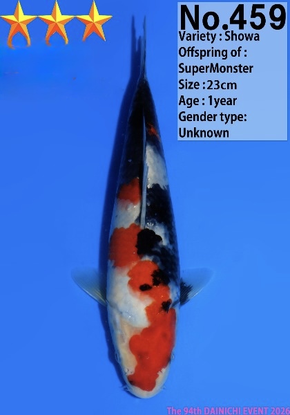 Dain33 Dainichi Showa 23cm