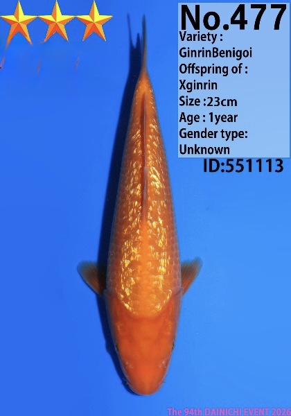 Dain35 Dainichi Ginrin Benigoi 23cm