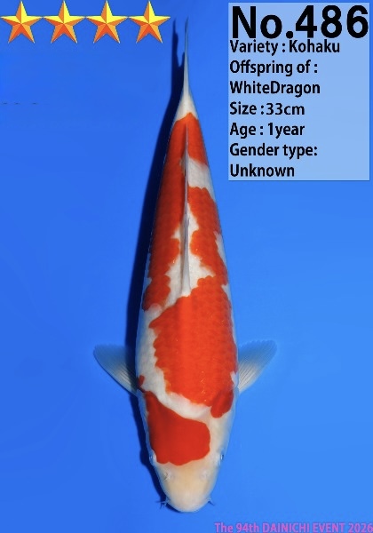 Dain 36 Dainichi Kohaku 33cm