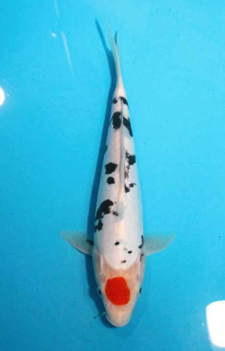 Shi037 Shinoda Tancho Sanke 30cm