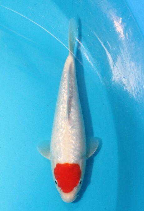 Shi040 Shinoda Ginrin Tancho 28cm