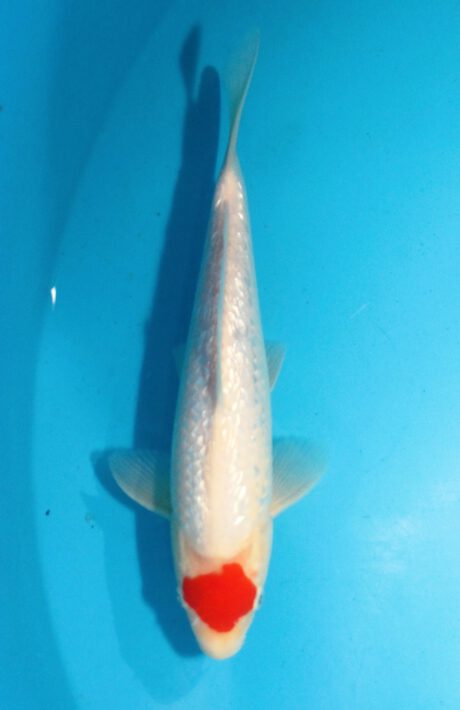 Shi042 Shinoda Ginrin Tancho 30cm