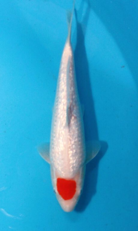 Shi046 Shinoda Ginrin Tancho 27cm