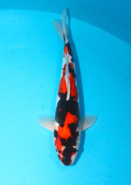 Shi059 Shinoda Doitsu Showa 33cm