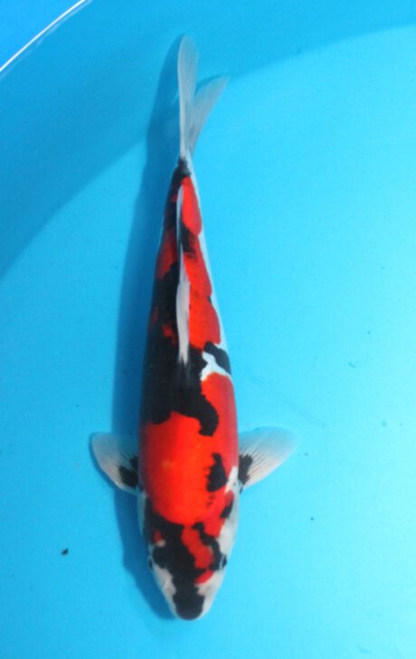 Shi065 Shinoda Doitsu Showa 34cm