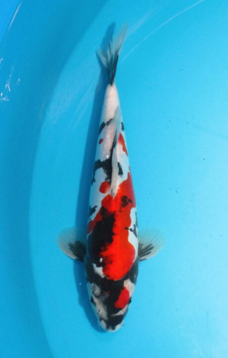 Shi058 Shinoda Doitsu Showa 32cm