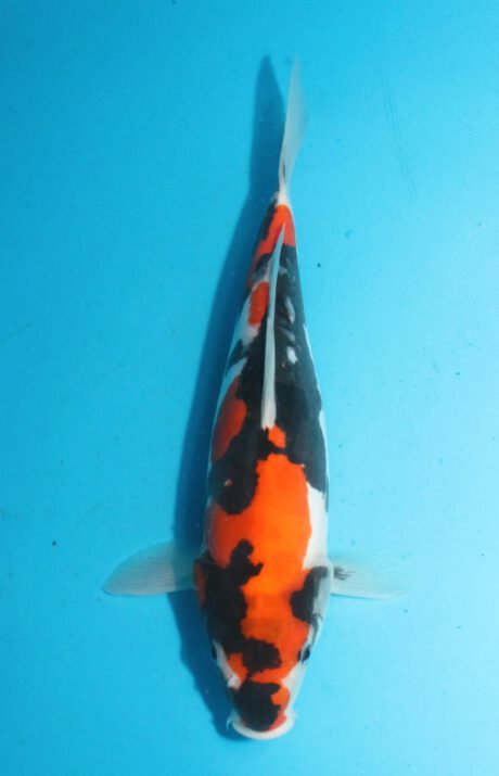 Shi061 Shinoda Doitsu Showa 30cm