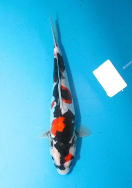 Shi055 Shinoda Doitsu Showa 30cm