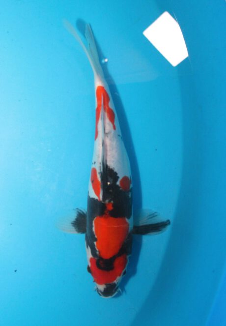 Shi048 Shinoda Doitsu Showa 30cm