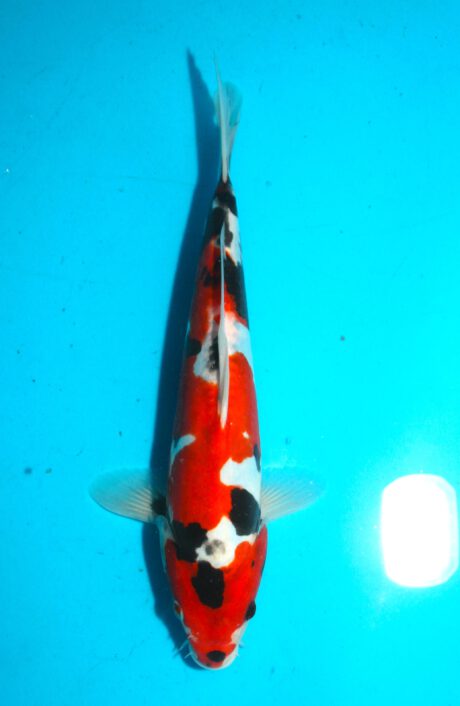 Shi049 Shinoda Doitsu Showa 32cm