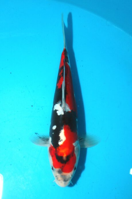 Shi052 Shinoda Doitsu Showa 32cm