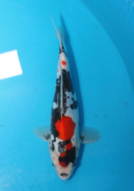 Shi051 Shinoda Doitsu Showa 31cm