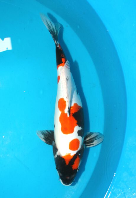 Shi068    Shinoda   Doitsu Showa   Female       49 cm