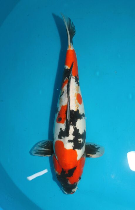 Shi067    Shinoda   Doitsu Showa   Female       46 cm