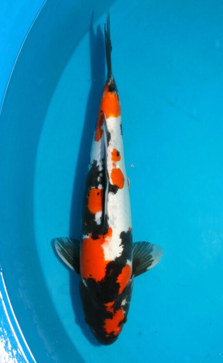 Shi071    Shinoda     Doitsu Showa        45cm