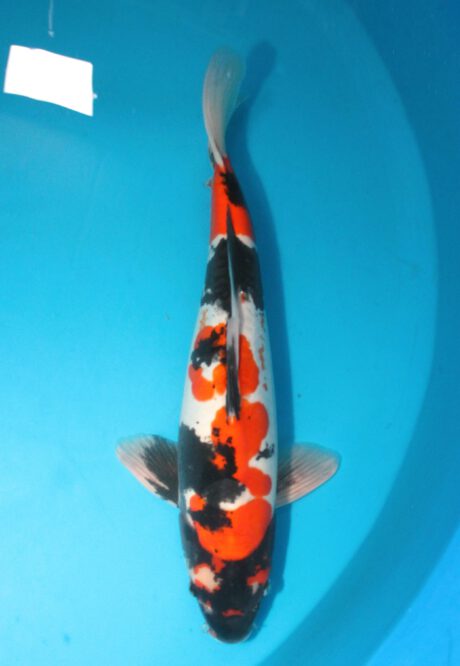 Shi070    Shinoda     Doitsu Showa        45cm