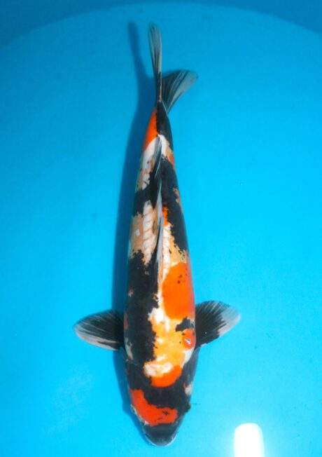 Shi069    Shinoda     Doitsu Showa        46cm