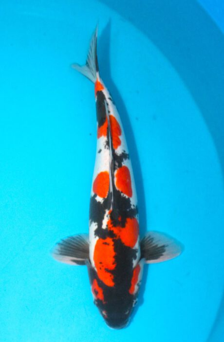 Shi072    Shinoda     Doitsu Showa        42cm