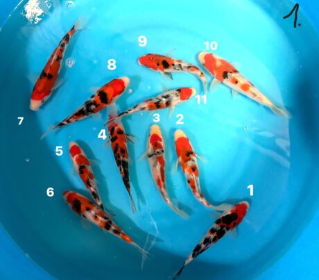 Izu101   Izumiya   Sanke   16-20cm