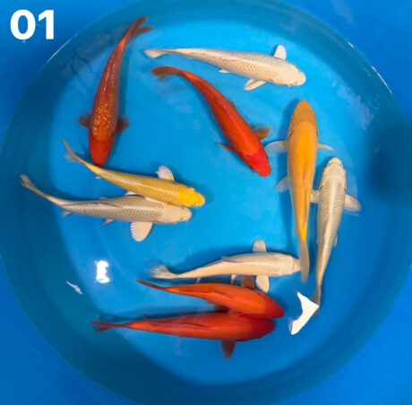 Ogata101        Ogata   Muji Mix    23-28cm