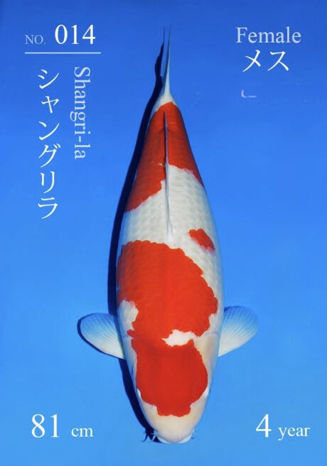 Sakai01    Sakai   Kohaku     81cm