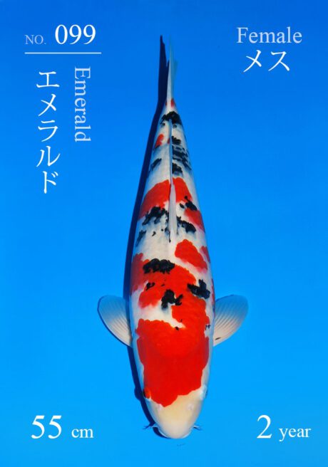 Sakai01    Sakai   Sanke     55cm