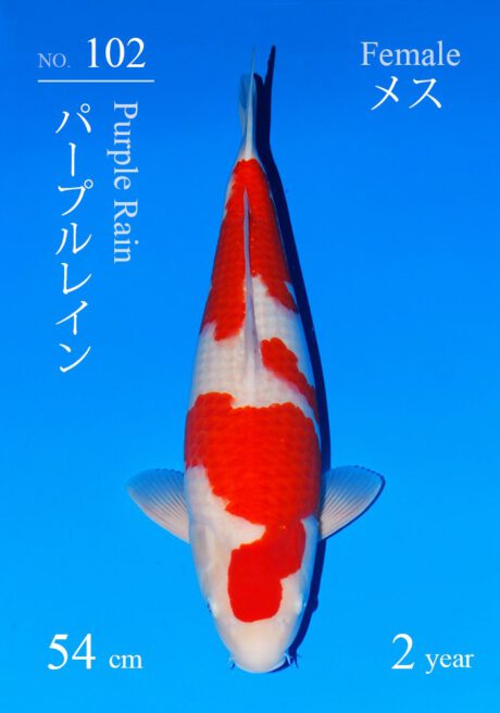 Sakai03    Sakai   Kohaku     54cm