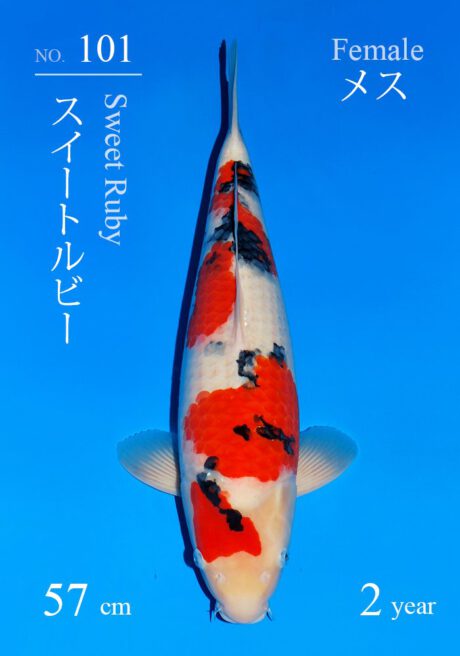 Sakai0    Sakai  Sanke    57cm