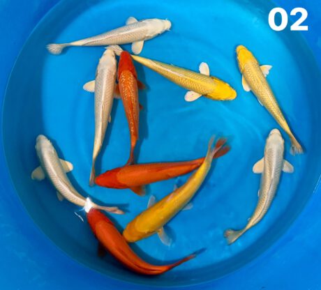 Ogata102        Ogata   Muji Mix    23-28cm