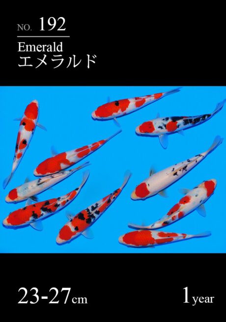 Sakai06   Sakai  Sanke    23-27cm    ab 790€