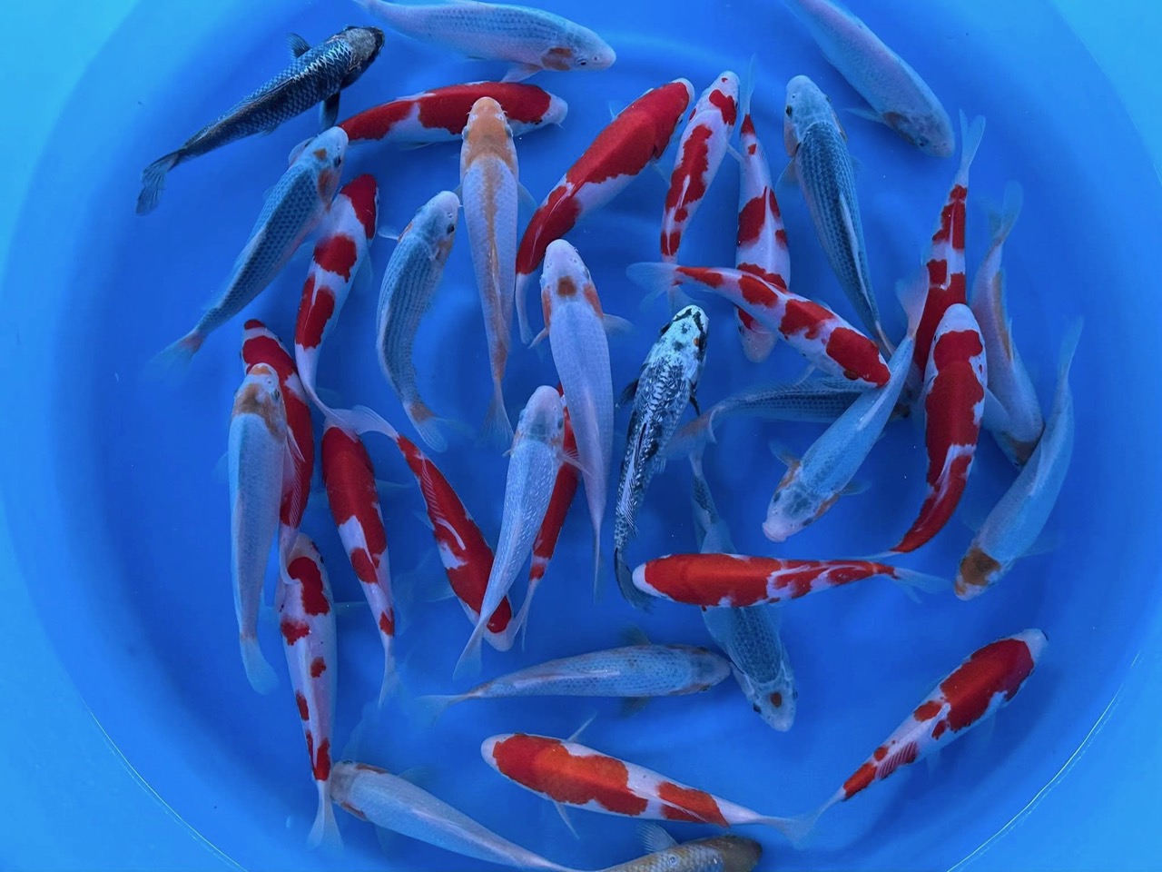 Ikt102 Ikarashi Toshinobu Tosai Special Unique Yellow Asagi & Kohaku 20-22