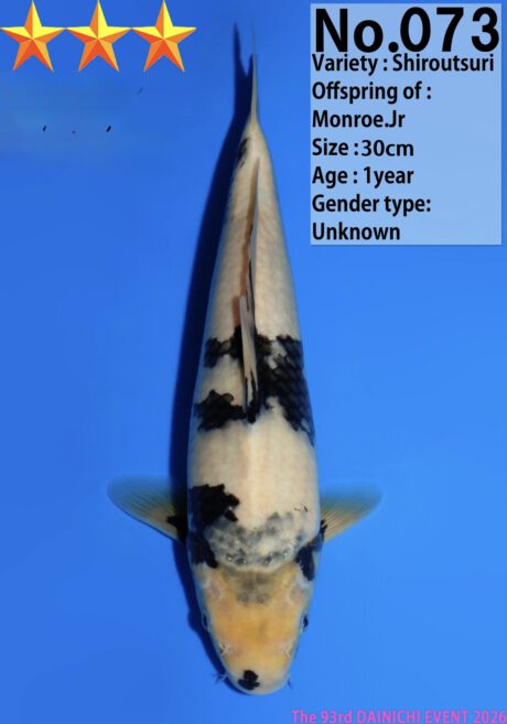 Dain01    Dainichi   Shiro Utsuri  30cm