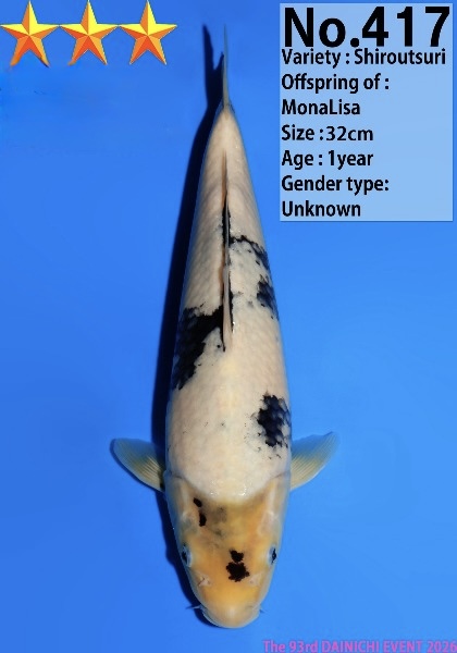 Dain02    Dainichi   Shiro Utsuri  32cm