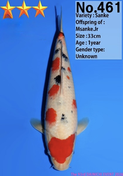 Dain03    Dainichi   Sanke  33cm