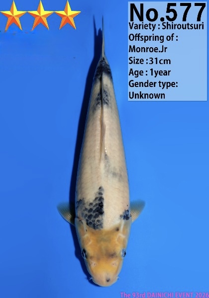 Dain05    Dainichi   Shiro Utsuri  31cm