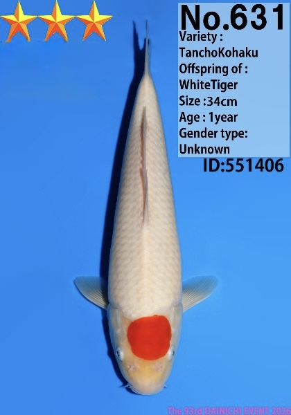 Dain06    Dainichi   Tancho  34cm