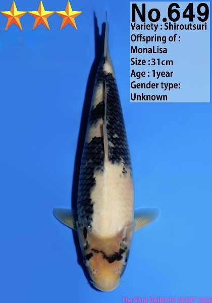 Dain07    Dainichi   Shiro Utsuri  31cm